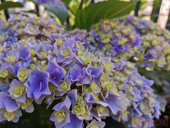 盆栽繡球花為什么不開花