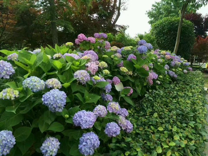 普通繡球和無盡夏怎么區(qū)分