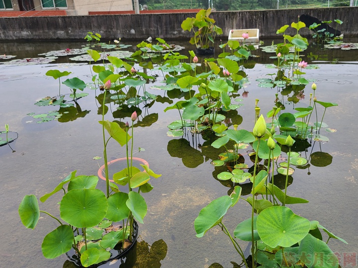 碗蓮為什么不開花，碗蓮不開花的原因有哪些？