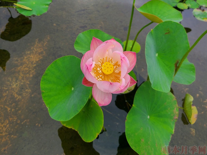 碗蓮為什么不開花，碗蓮不開花的原因有哪些？