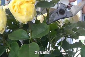 6月白粉病,黑斑病,紅蜘蛛高發(fā)期，如何來進(jìn)行防治？