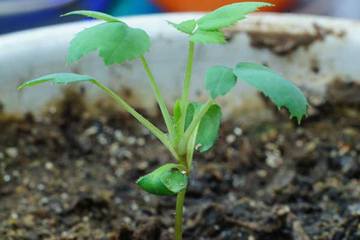 薔薇種子怎么處理發(fā)芽率高？