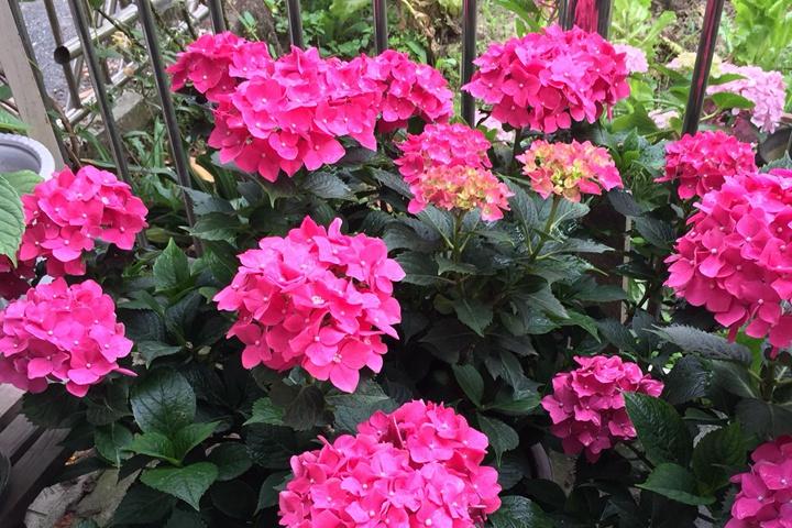 繡球花夏季怎么澆水和施肥