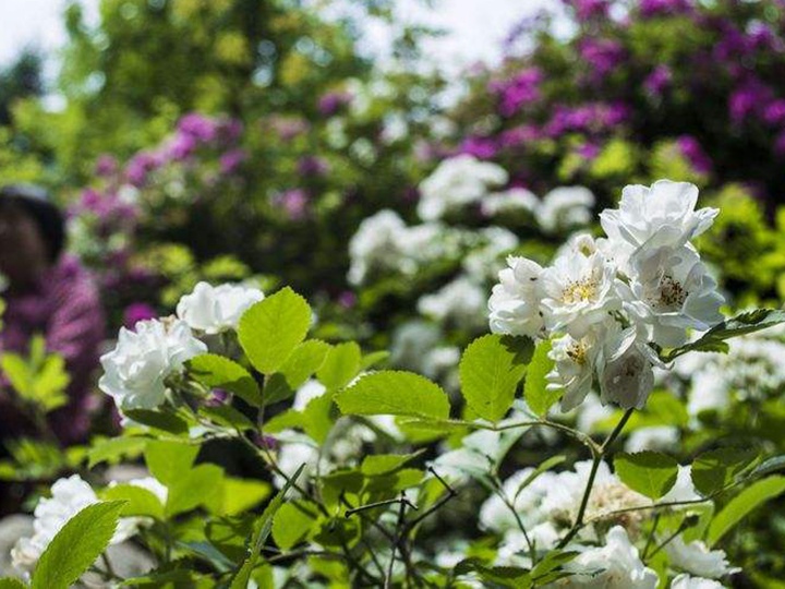 薔薇花需要多大的花盆種植