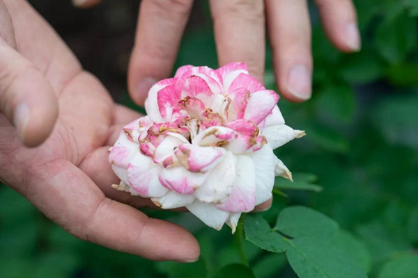 要想月季開(kāi)得好，月季花后修剪少不了