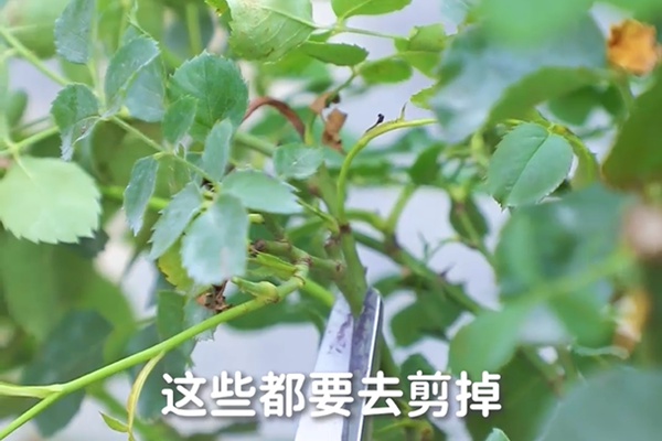 要想月季開(kāi)得好，月季花后修剪少不了