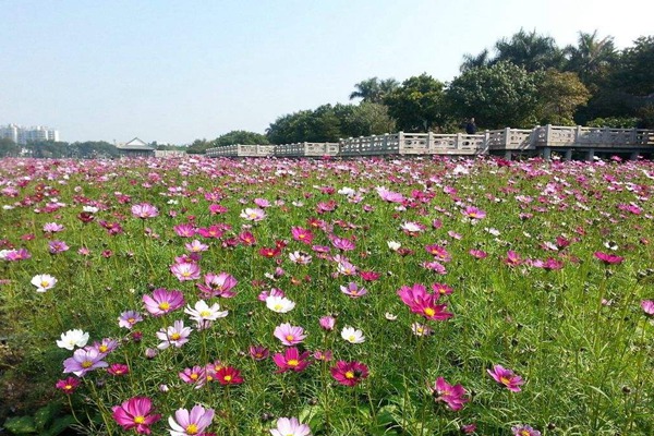 波斯菊種子播種時(shí)間及種植方法