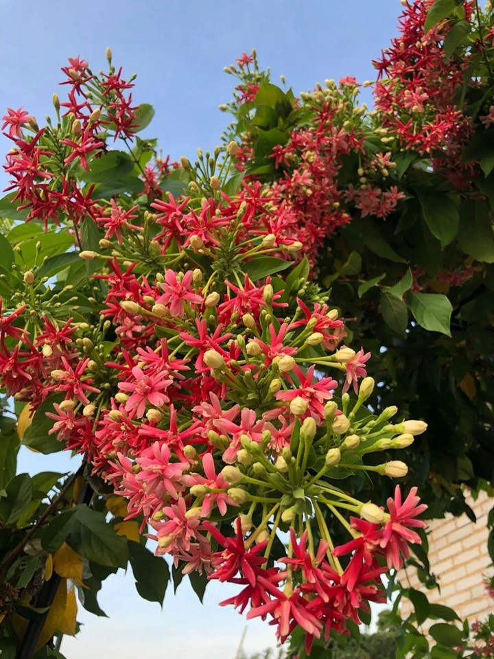 花架上的一顆使君子，點亮兩廣的夏天