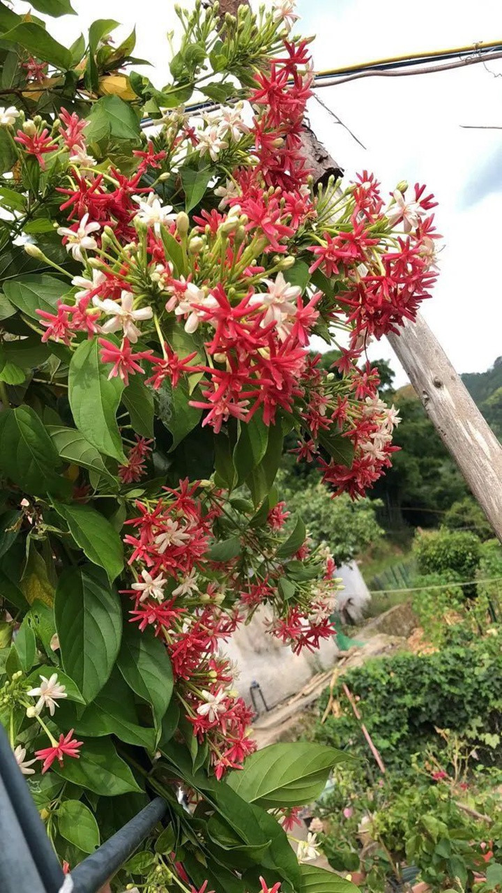 花架上的一顆使君子，點亮兩廣的夏天