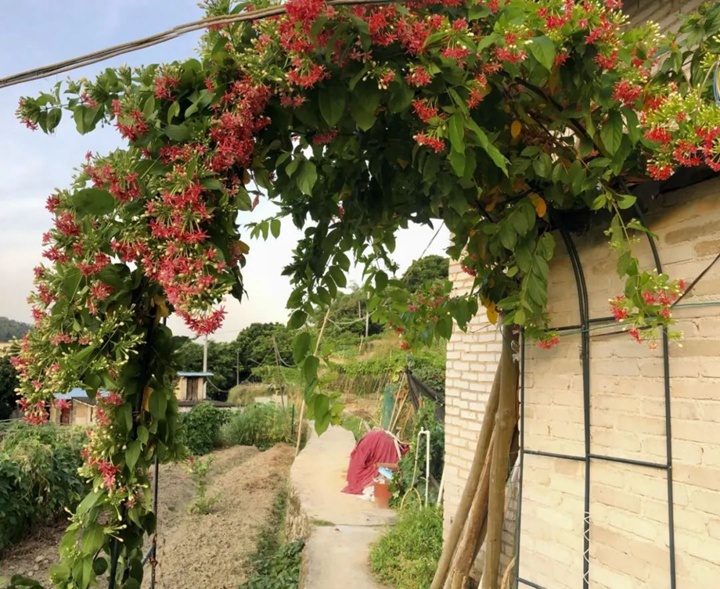 花架上的一顆使君子，點亮兩廣的夏天