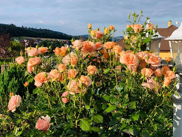 果汁花園Bengali