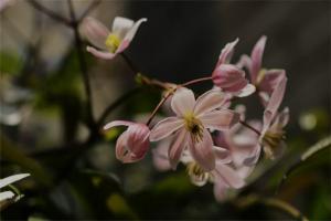 蘋果花(Apple Blossom)