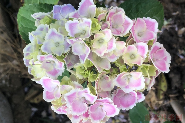 繡球花的花語和寓意是什么？