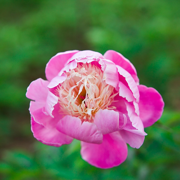 芍藥根什么時候種植比較好