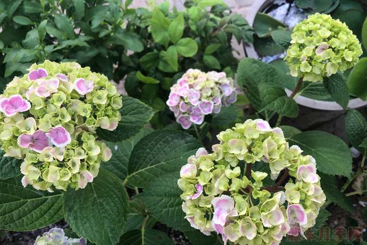 繡球花一年能開幾季