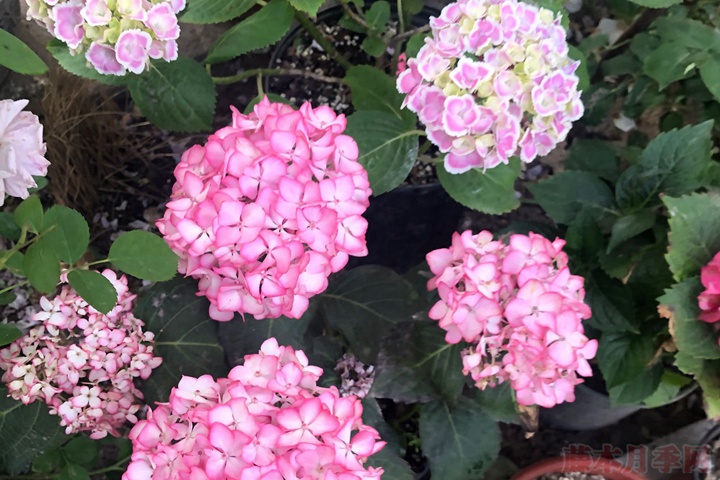 繡球花的花語，不同花色的繡球花花語