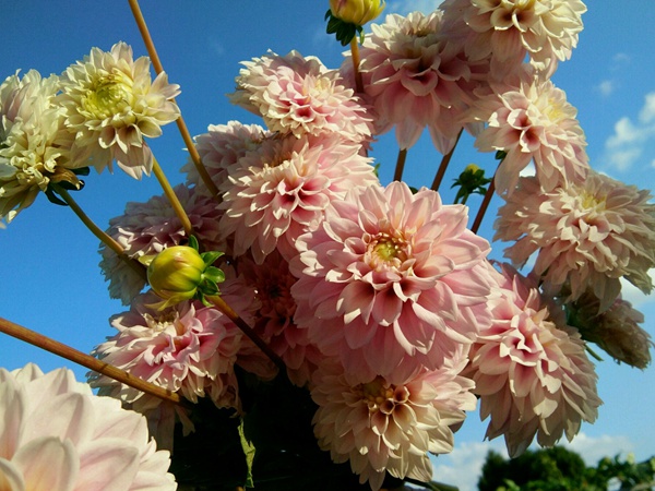 大麗花夏天露天怎么養(yǎng)護