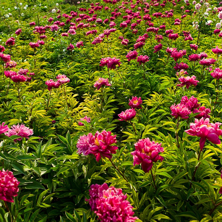 芍藥花什么時(shí)候開花，什么時(shí)候種植