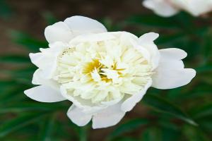 東北地區(qū)芍藥花種子的種植方法