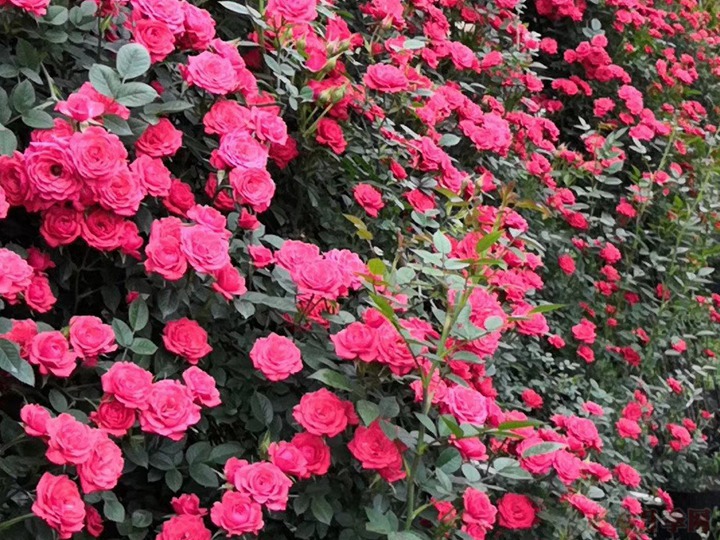 月季一年四季都開(kāi)花嗎