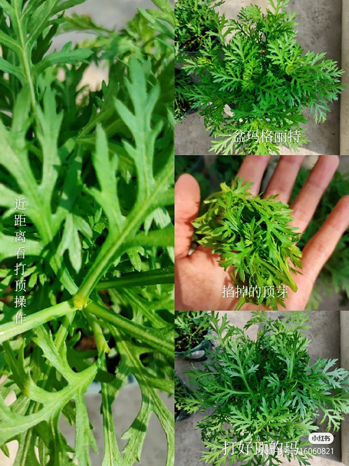 瑪格麗特菊秋冬養(yǎng)護(hù)和修剪打頂詳解