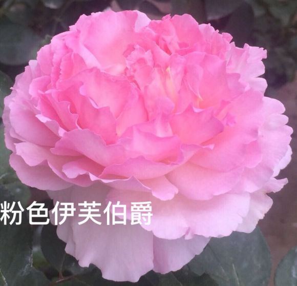 平均花徑13cm以上的大花月季品種