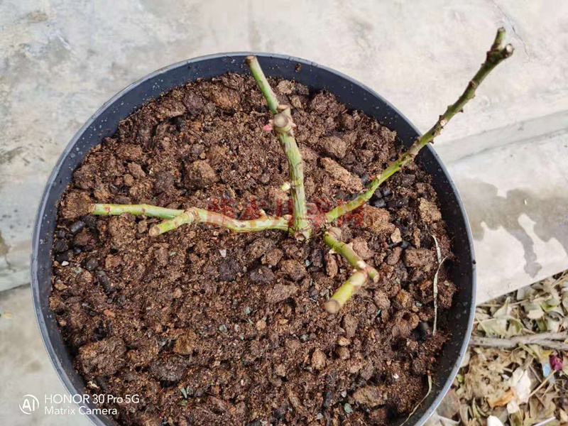 月季藍(lán)莓蛋糕開箱及種植方法分享