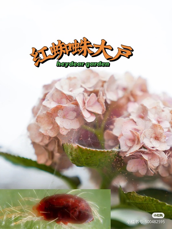 養(yǎng)啥啥不行，養(yǎng)紅蜘蛛第一名