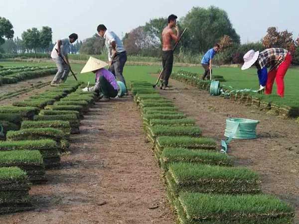 狗牙根草坪