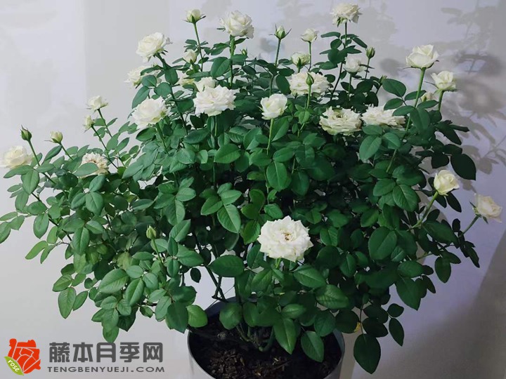 夏季花后修剪23天復(fù)花