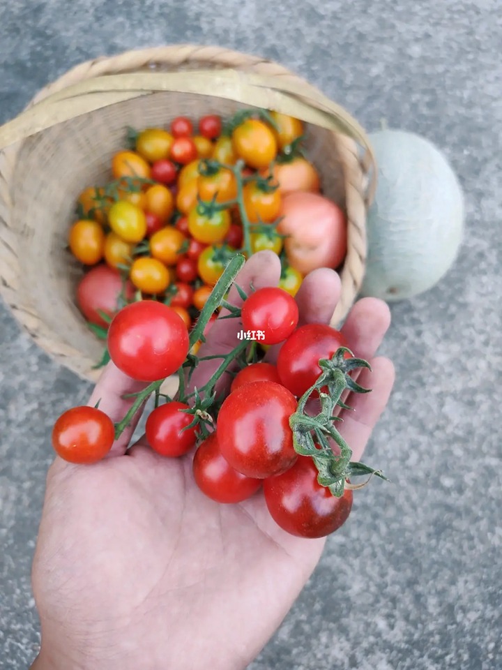 網(wǎng)紅品種番茄種植體驗+品種口味測評