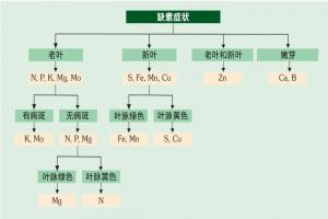 夏季月季缺素的癥狀以及處理方法