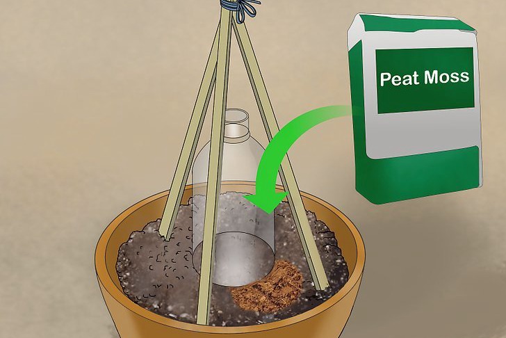 盆栽黃瓜的種植時間和種植方法