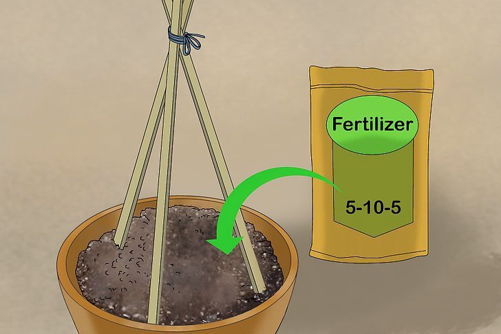 盆栽黃瓜的種植時間和種植方法