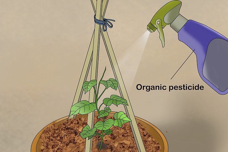 盆栽黃瓜的種植時間和種植方法