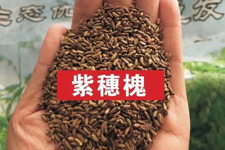 常用的護(hù)坡灌木種子有哪些？