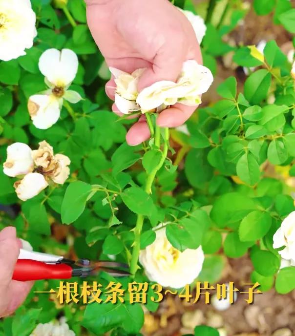 月季秋季復(fù)花指南