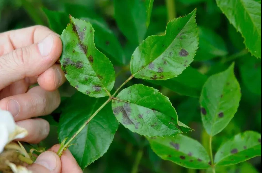 月季秋季復(fù)花指南