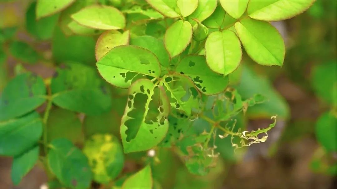 月季秋季復(fù)花指南