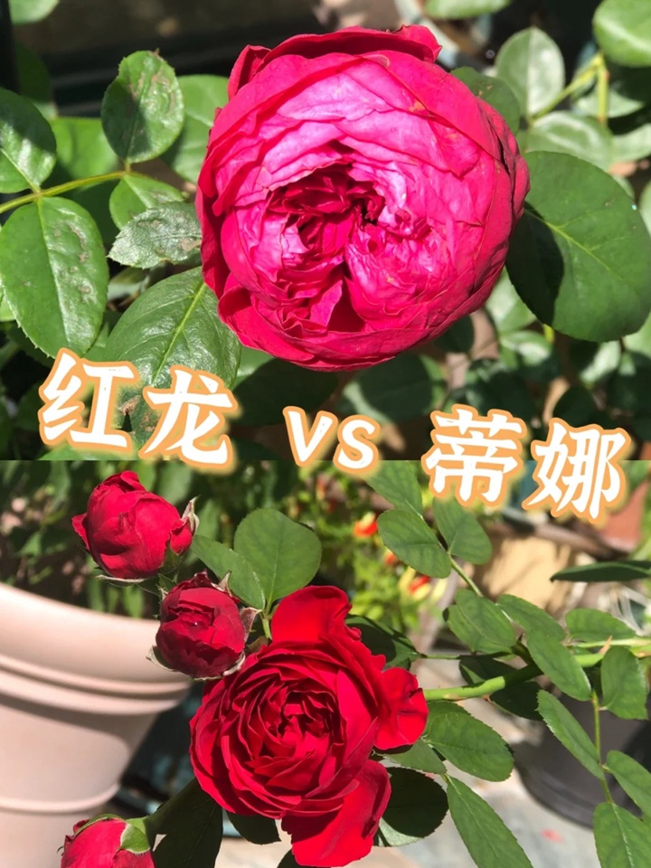 紅色龍沙寶石和佛羅侖蒂娜哪個好？