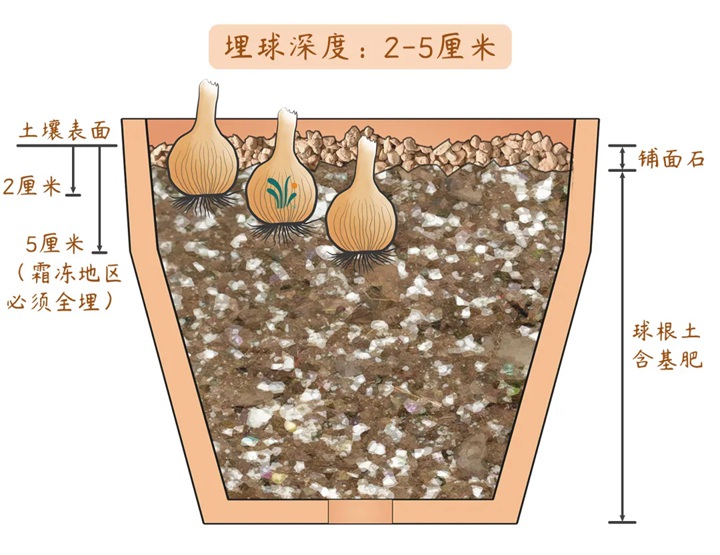 風(fēng)雨蘭終極爆花種植方法（多圖干貨）