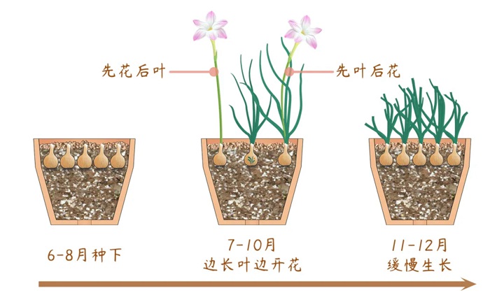 風(fēng)雨蘭終極爆花種植方法（多圖干貨）