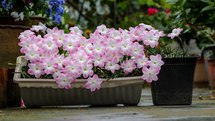 風(fēng)雨蘭終極爆花種植方法（多圖干貨）