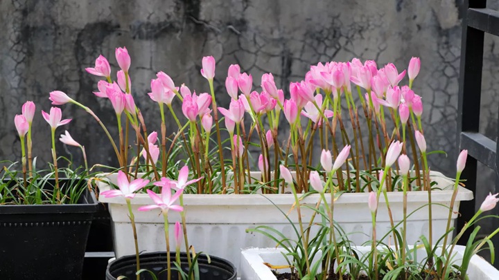 風(fēng)雨蘭終極爆花種植方法（多圖干貨）