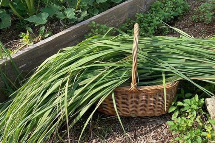 檸檬香茅草