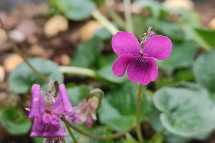 堇菜種子播種時間和方法