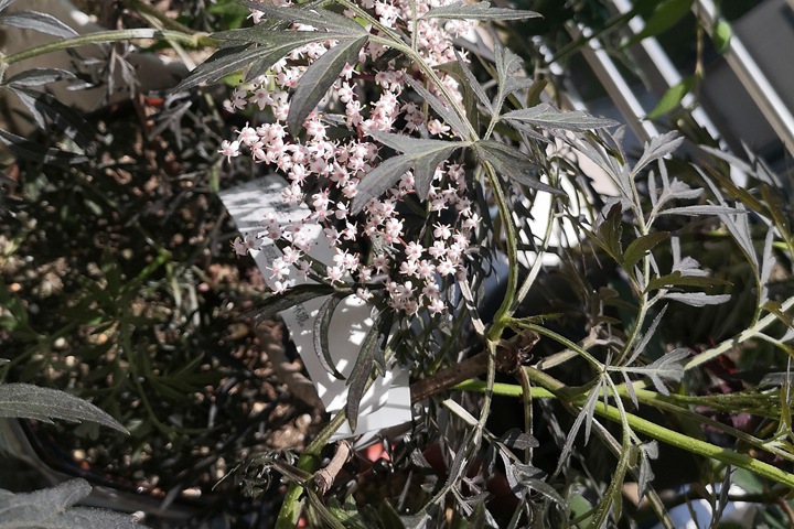 暗黑系植物——黑色蕾絲接骨木