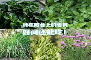 適合陽(yáng)臺(tái)盆栽的香草植物推薦