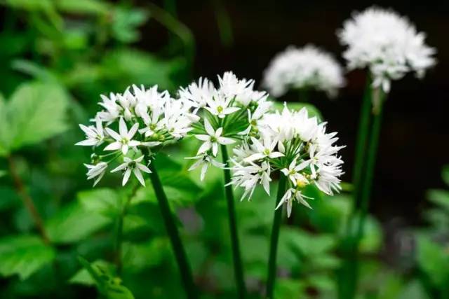 哪些花園植物具有驅(qū)蚊功效？