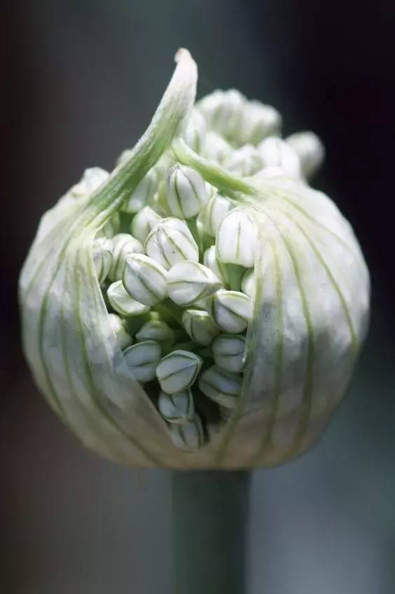 哪些花園植物具有驅(qū)蚊功效？